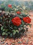 still-life red roses